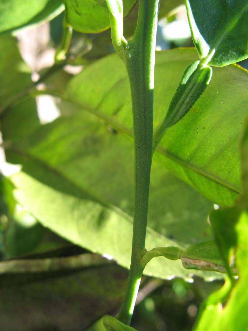            First year twig (Winter Haven, FL)   